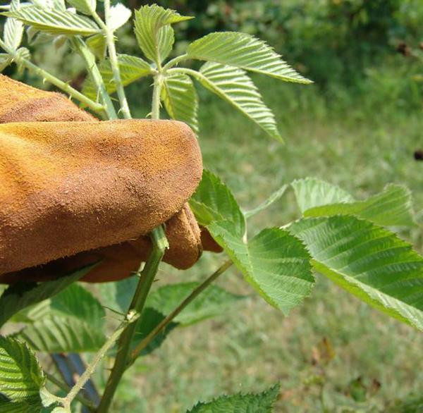 Thumbnail image for Pruning and Training